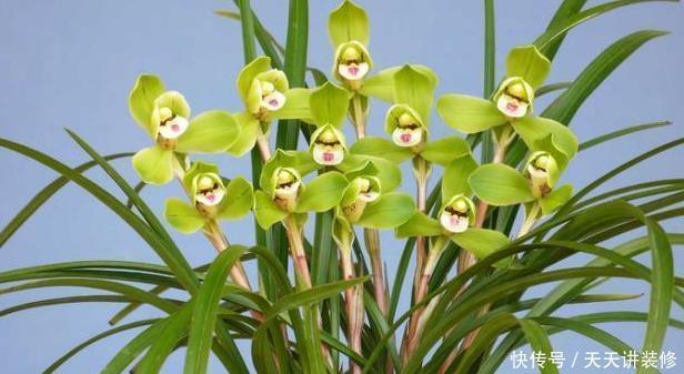 成活率|如何让兰花快速服盆?须知3点