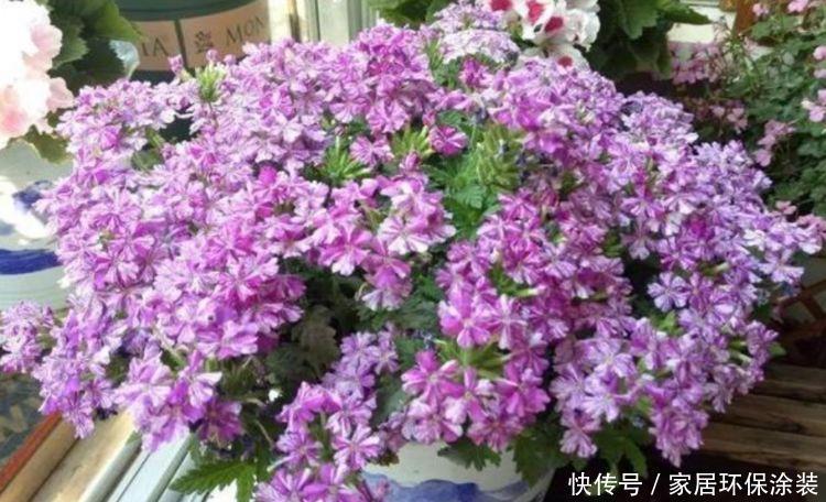 4种花现在养刚刚好,开花爆盆很简单,漂亮极了