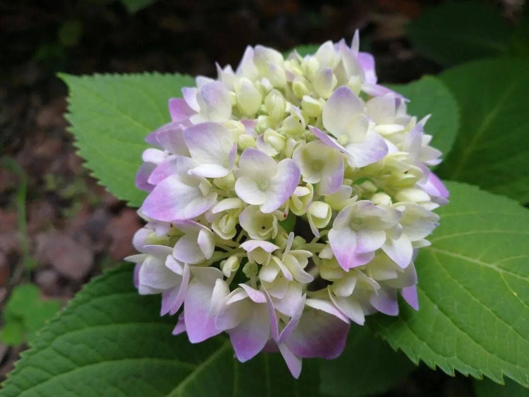 马卡龙|绣球繁花尽绽放 徐汇街头觅“清新”