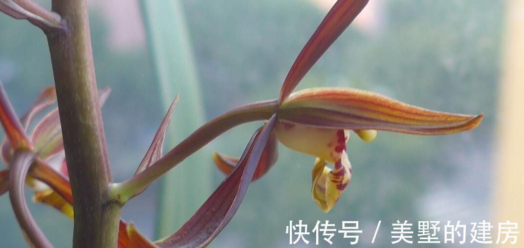 浇水|墨兰浇水的正确方法是这样子的