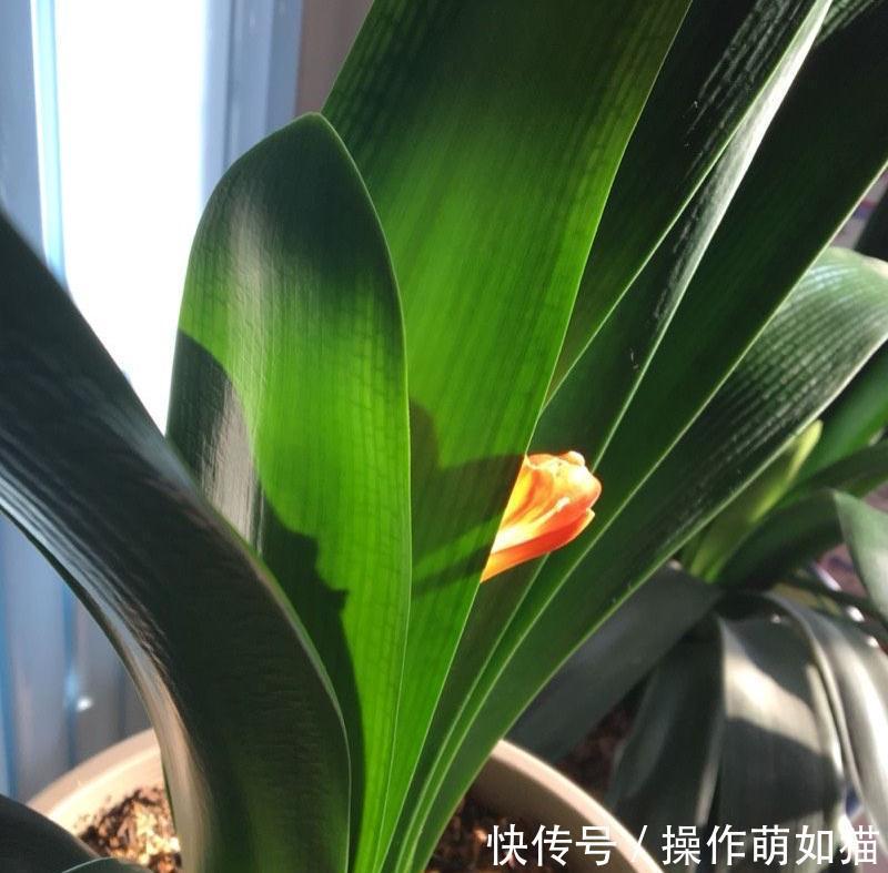 养君子兰,用2个方法,让它的叶片更油绿完美、开出惊艳的花球