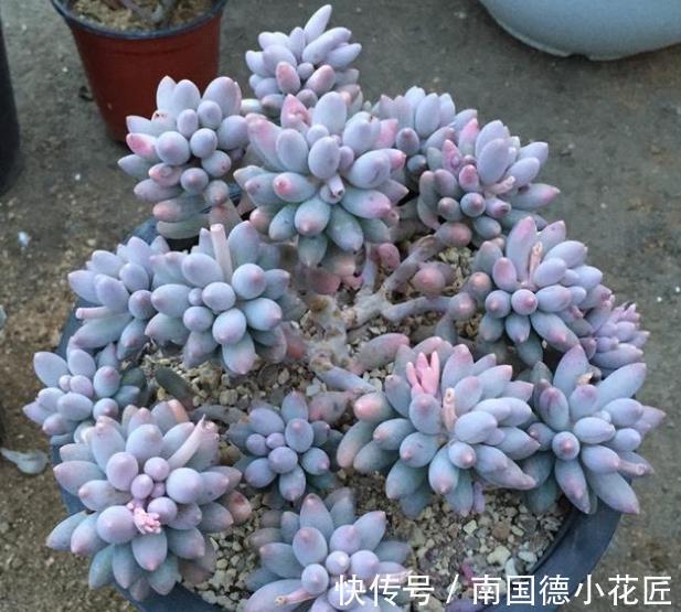 阿莫西林|家里过期药别丢,简单处理用来养花,杀菌又养根,比多菌灵好使