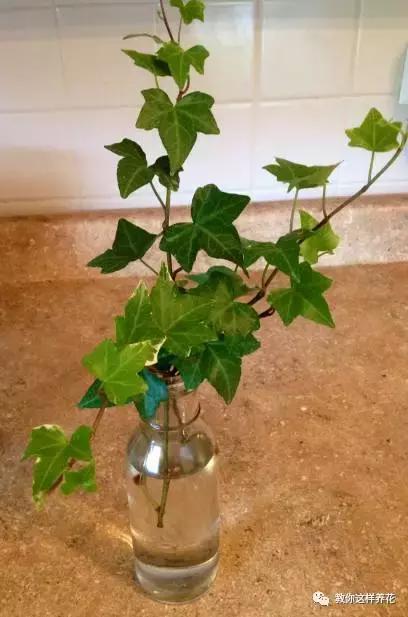 土生根|4种花放水里猛长根,比土培好养100倍,一分钱不花,还很漂亮!