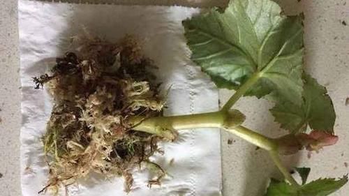 家里常用的卫生纸,拿来养花原来有这奇效,大白根窜的止不住