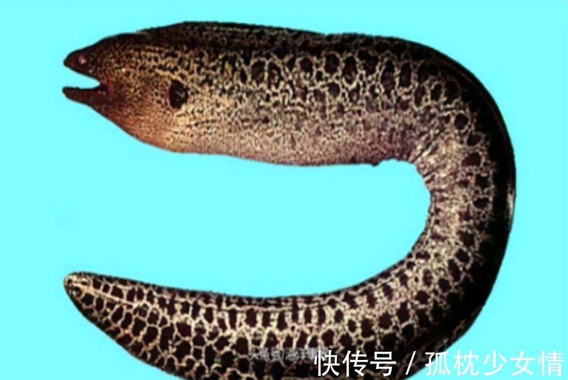 肉毒|5类鱼没营养,对人体有害,但很多人爱吃