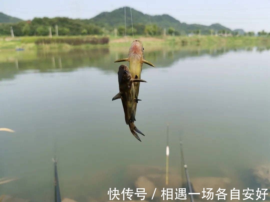 用袖钩钓鱼总跑鱼不了解袖钩的用途,鱼口再好也难入篓
