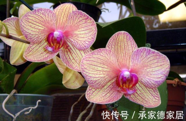 天气转凉，室内养兰花，该注意什么？盆栽谨记4点长势猛