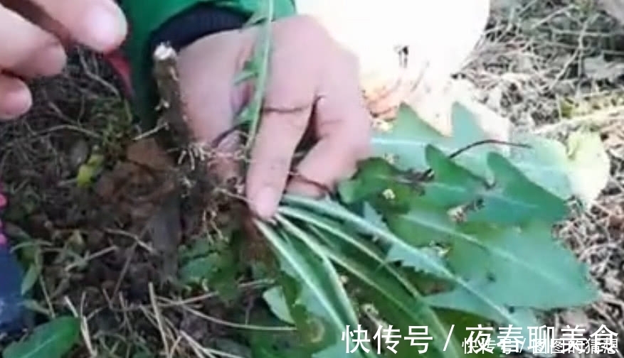 草药皇后|农村这植物被称为“草药皇后”根茎极为珍贵，外面一斤20元