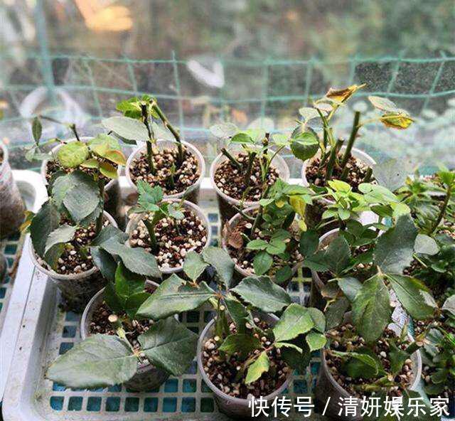 枝条|月季花“扦插后”慎浇水,成活率高10倍,10天长白根,一棵变20棵
