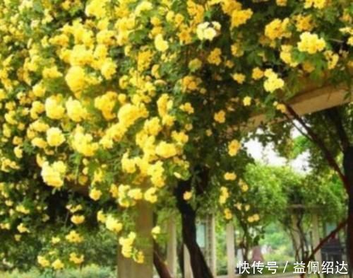 湿润|聪明人都养4种花,好养又漂亮,一开就是300多天!