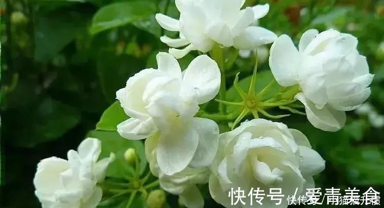 修剪|养好茉莉花,关键在一个“摘”,能开两个季度,白色花瓣挂满花盆
