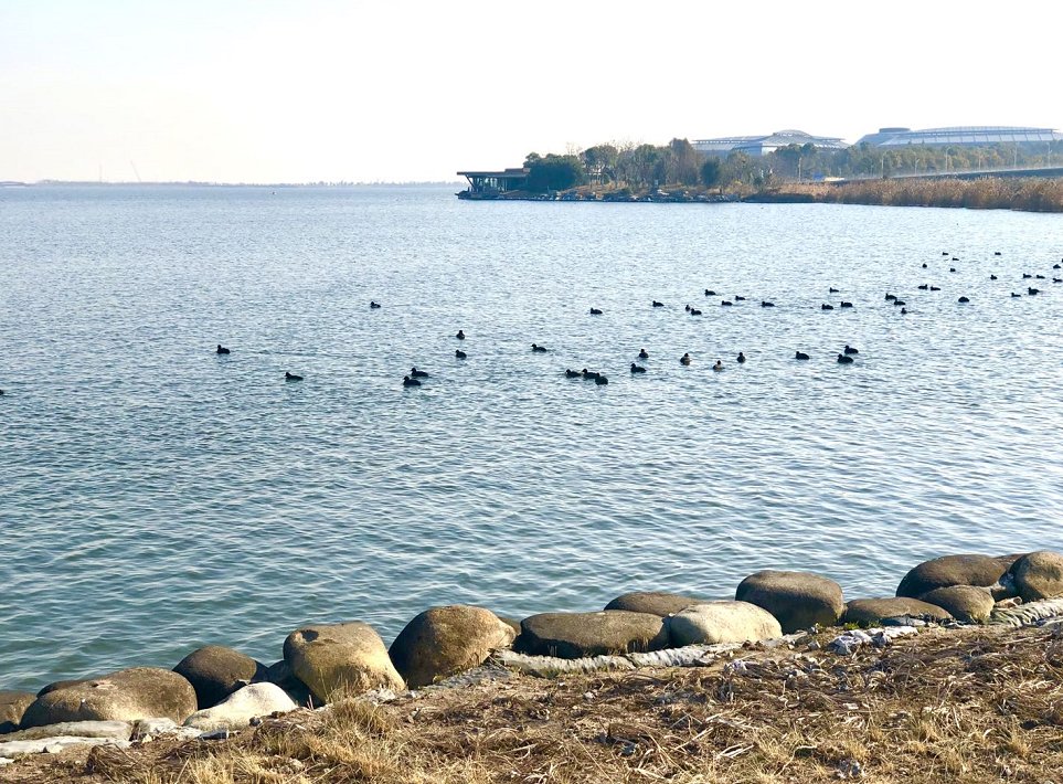 滴水湖“解冻”，鸭鸭化身“导游”带你游玩滴水湖