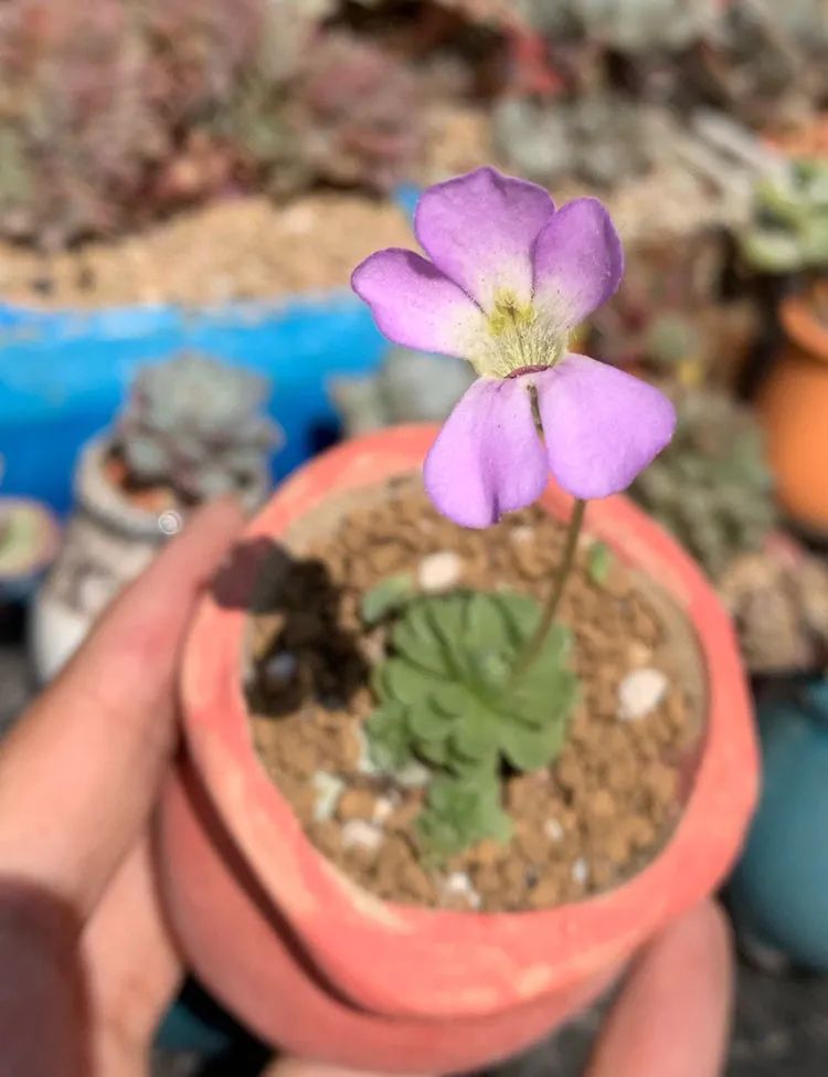 半年时间,多肉从3盆发展到600盆,入坑切莫太心急!