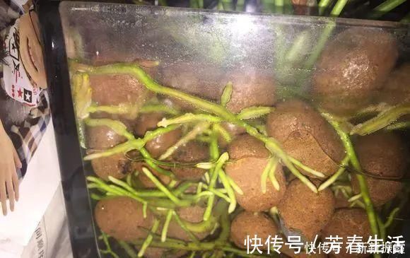 枝条|茉莉花扦插有机关,砍这一段枝条,插土里3天就活