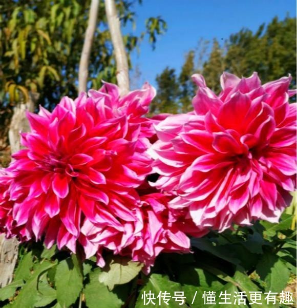 此“花”属世界名花,开花有“脸盆”大,跟“地瓜”一样好种!