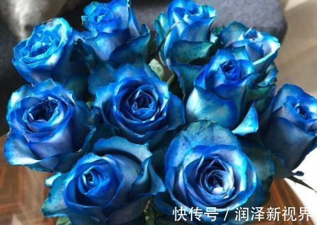 掉蕾|喜欢玫瑰,就养盆“精品玫瑰”冰雪皇后,花瓣立体雅致,高雅纯洁