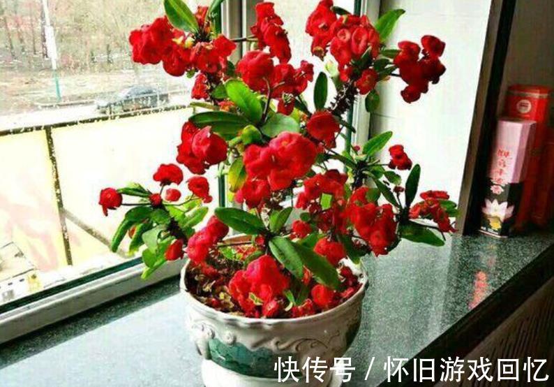 花卉|6种漂亮花，冬天“虐一虐”，少浇水多晒晒，越养越好看