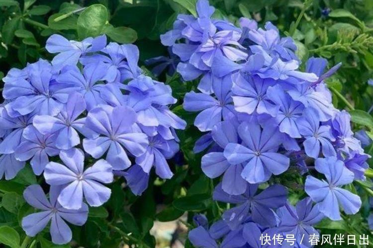 美观|正月二十八，家里养上4种花，全年开花不断，花开美观又大气