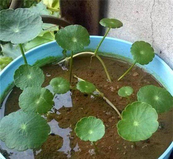 盆栽|3种“招财花”,掐个叶子养1盆,旺运又招财,日子越过越好