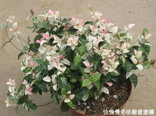 寒冷的冬天阳台“冷清”,养5种花,叶子比花美,不开花也漂亮