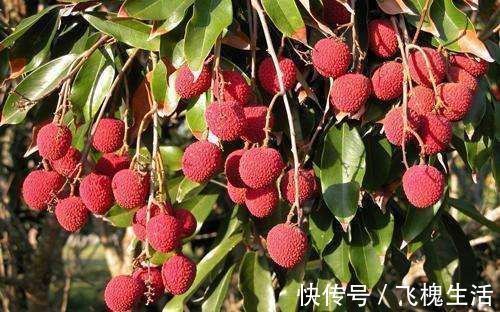 补充营养|会吃的人最长寿,常吃以下食物,补充营养,排毒抗衰,营养又瘦身