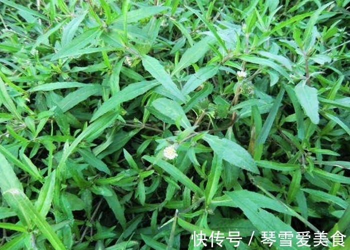 莲子草|田间一野草,止血效果快,还是农民常用的“染发剂”,别小瞧了!