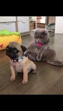 |搞笑GIF:这浪好厉害啊,拍打的妹子是猝不及防啊