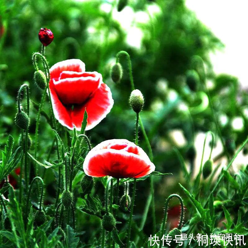 台长|“舞草”虞美人,当微风拂过阳台,它如同飞舞的彩蝶栩栩如生!