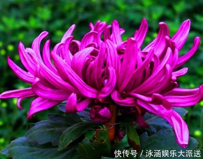 大色|忘了翠菊!养盆“菊花贵族”,花大色艳胜牡丹,好养易活,开90天