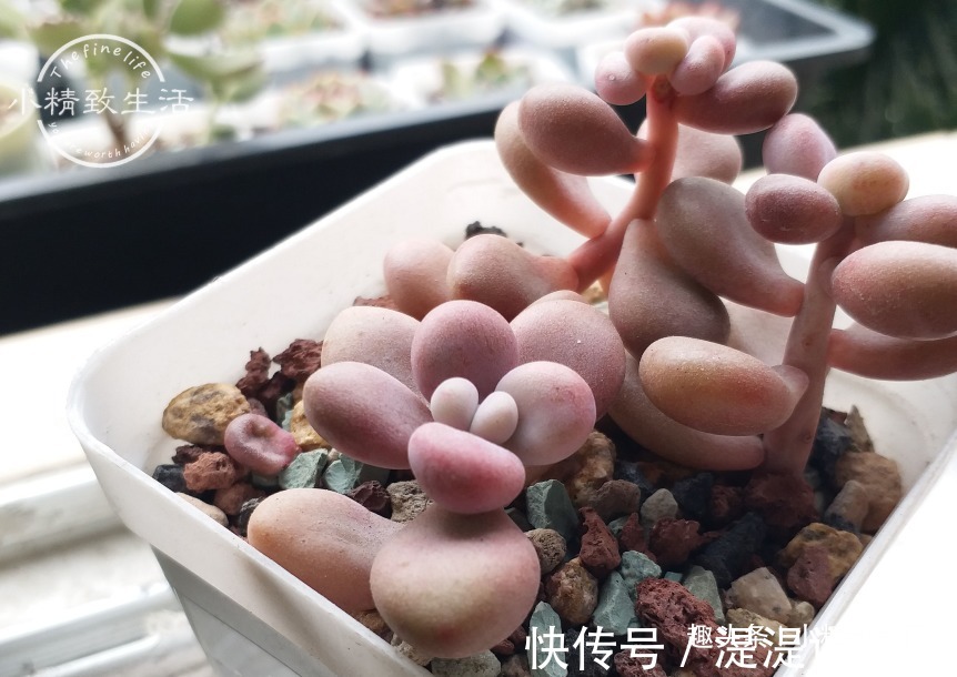 真伪|多肉老桩有真伪，3种“伪老桩”鉴别，揭开真面目，避免被忽悠