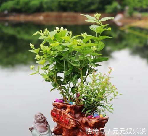 枝条|夏日的茉莉花就离不开它们,开花效果太好,黄叶都不见一片