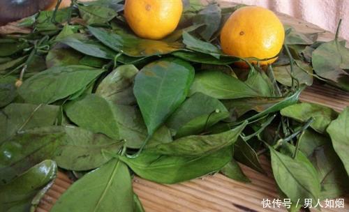 橘皮、橘核、橘络、橘叶都是宝真没想到,原来橘子浑身都有用