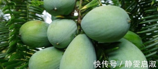 榧树|农村一种野果山坡上到处都是, 没想到它还能治疗咳嗽、抗衰老