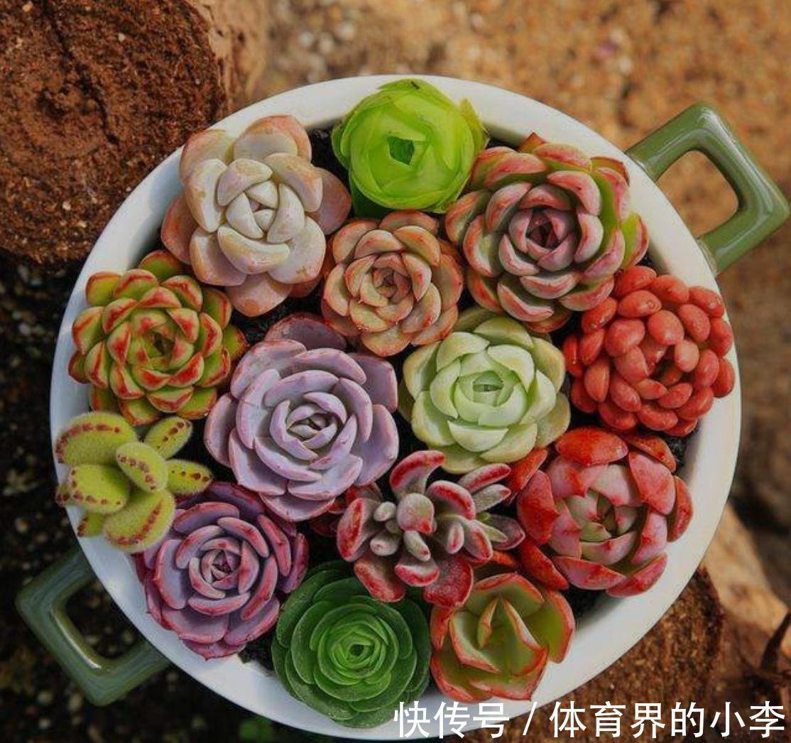 如何让多肉颜色更丰富，做好5点就能让多肉变得更美