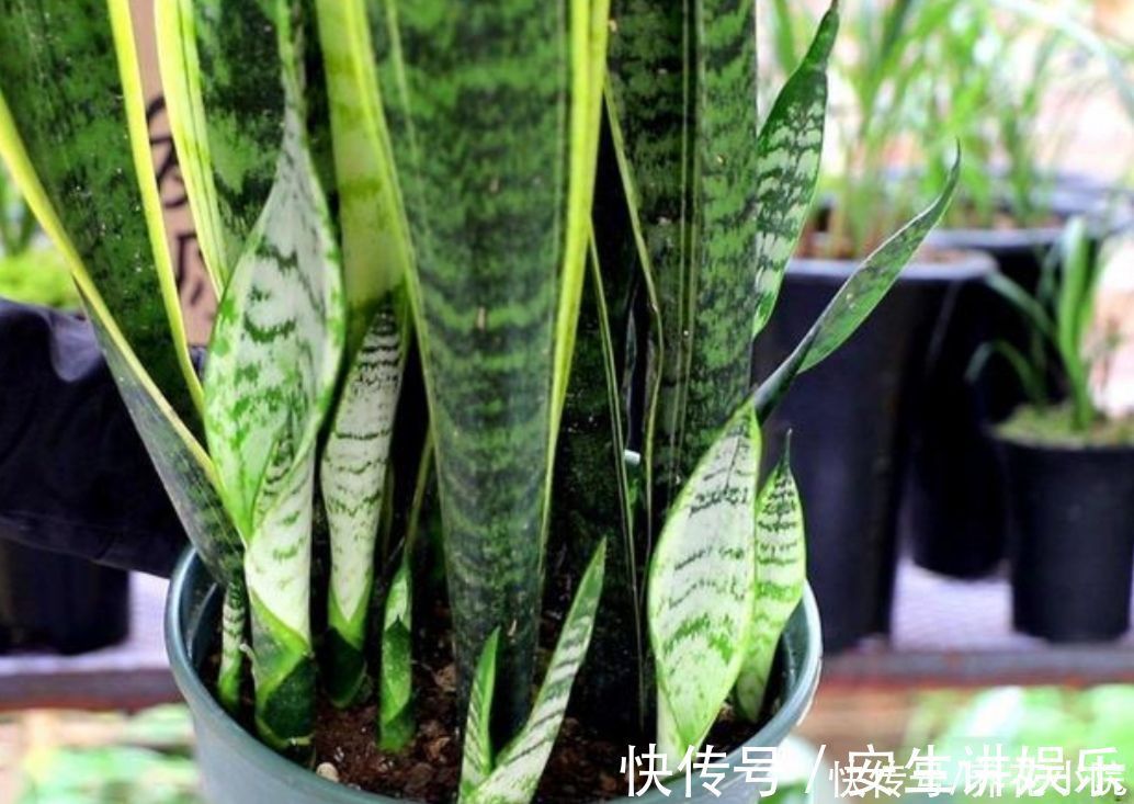 养分|虎皮兰爱喝“3种水”，经常用它浇一浇，不断冒新芽