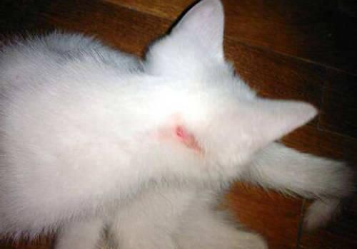 猫咪有皮外伤怎么办，猫外表皮受伤怎么办- 快资讯