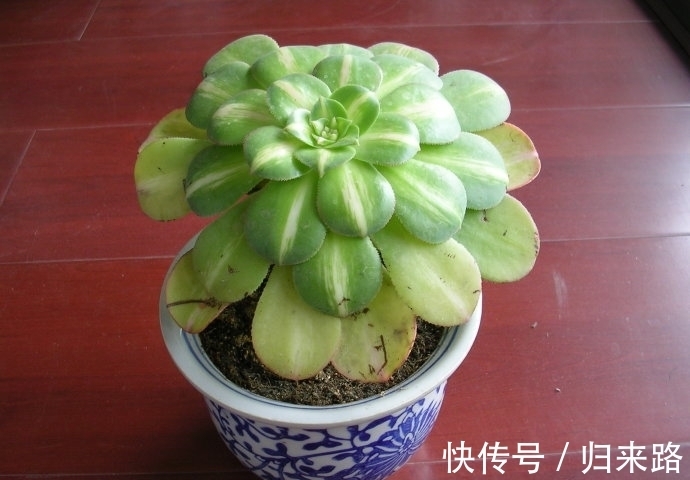 怕多肉冬季休眠该怎么办?盆栽这6样,耐寒好养,天冷不受影响