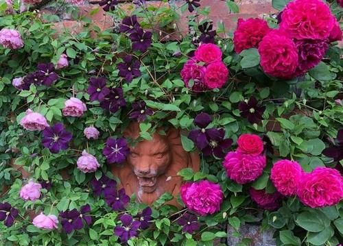 这份让春季花园“爆花”的清单你收藏一下吧！