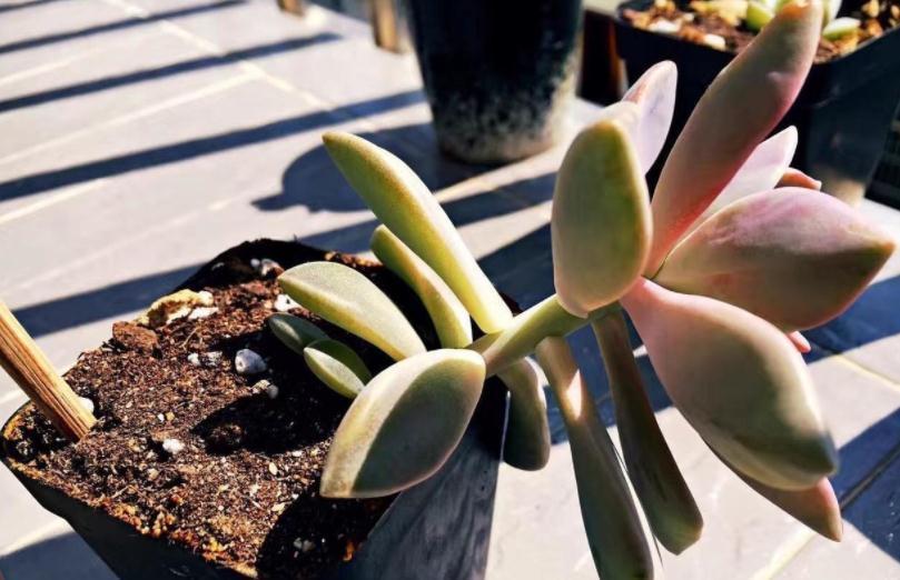 “踩坑”这8点,养多肉会越来越差,有心人:不敢忘!