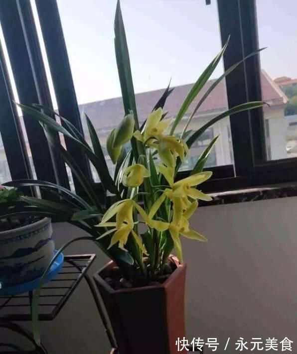 栽培|这种花，比茶花漂亮，比茉莉还香，年头开到年尾，比君子兰强多了