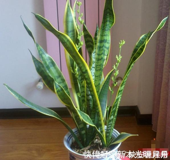 金钱树|养8种花,别花“冤枉钱”,掐1片叶子“扔土里”,几天就生根