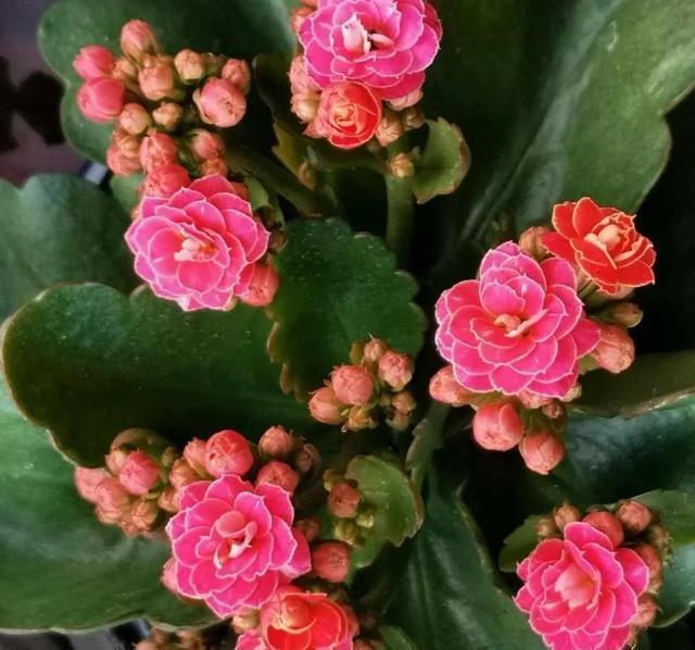 枝条|学会长寿花的一个养护秘诀,花苞花朵一起长,开花到年后