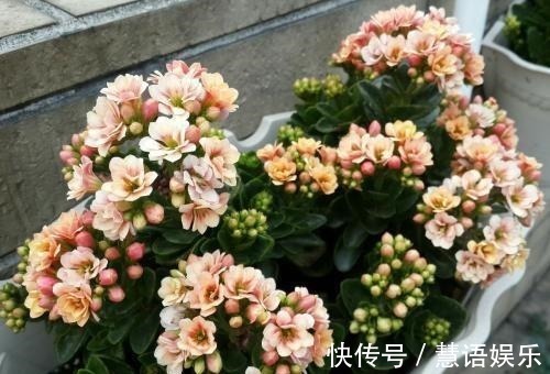 鱼腥水|长寿花无花苞，套个塑料袋，盆里浇点“特制水”，花苞长不停！