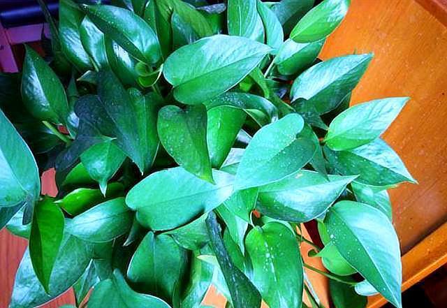 室内养绿萝,做好“3点”,叶片大又绿,直接长爆盆,挡都挡不住