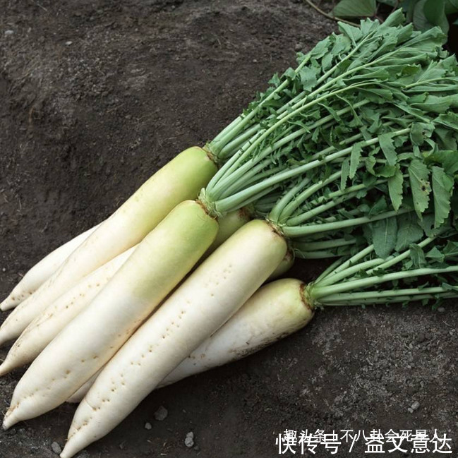 《向往》造假嚴(yán)重蘿卜現(xiàn)種的,魚塘現(xiàn)挖的,全靠工作人員搞衛(wèi)生