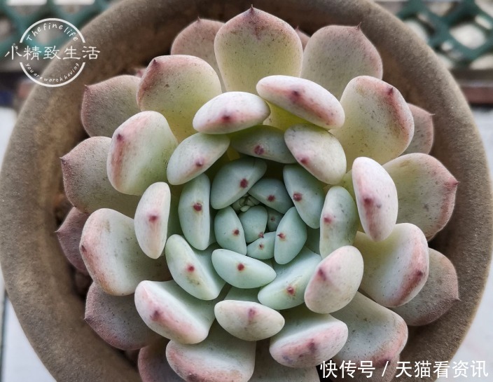 多肉植物|想要养好多肉，首先要选好花盆，这3种盆要避开，趁翻盆快换掉吧