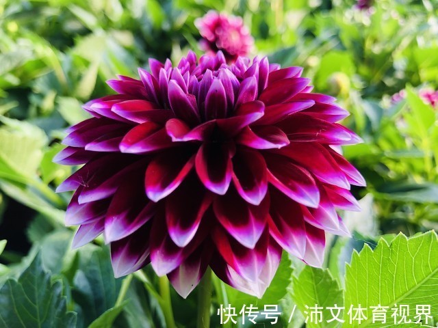 丽花|有阳台的花友,夏季都养8种花,把家养成了“花海”,太美了