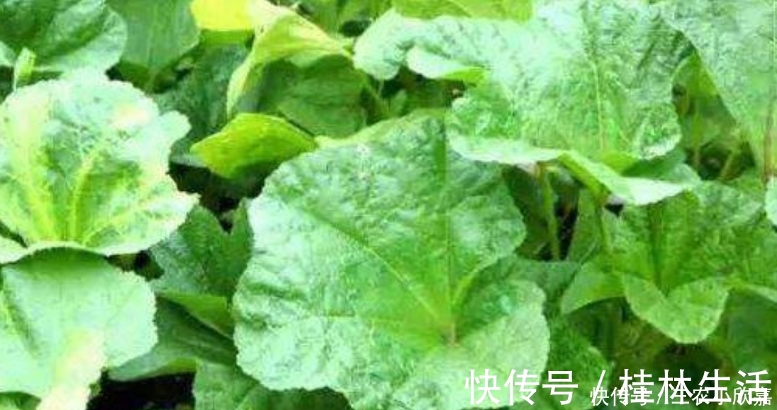 野生蔬菜|农村一种奇特野菜，叶子长得像心形，营养价值极高