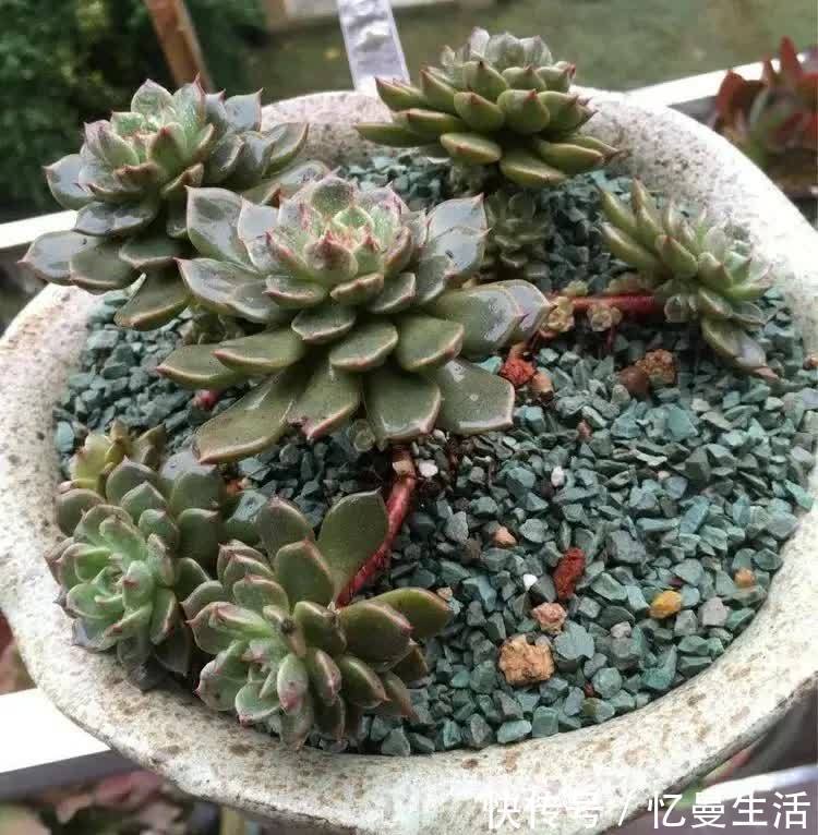 土壤|这几种多肉很漂亮,认识的人却不多,你认识几种呢?