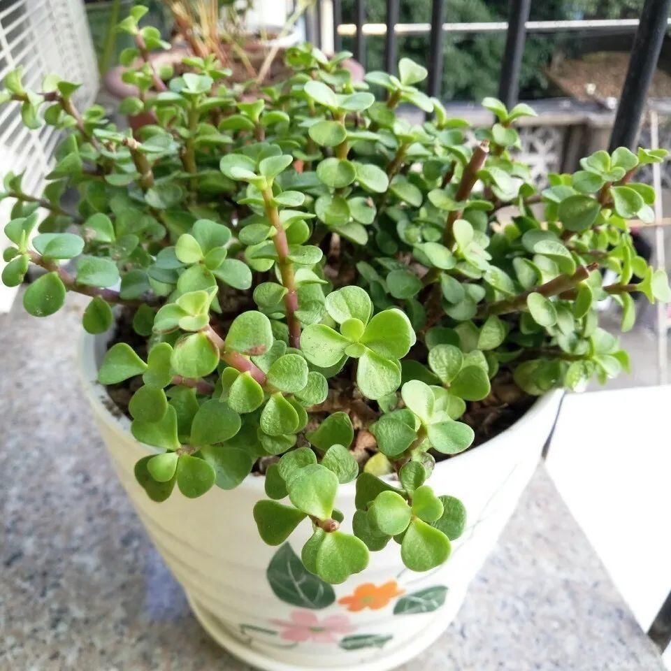 叶子长|金枝玉叶开花了,真花长这样,很多人没见过